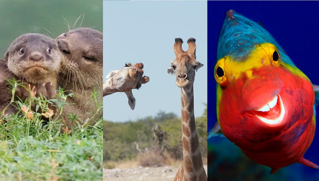 fotos graciosas animales concurso
