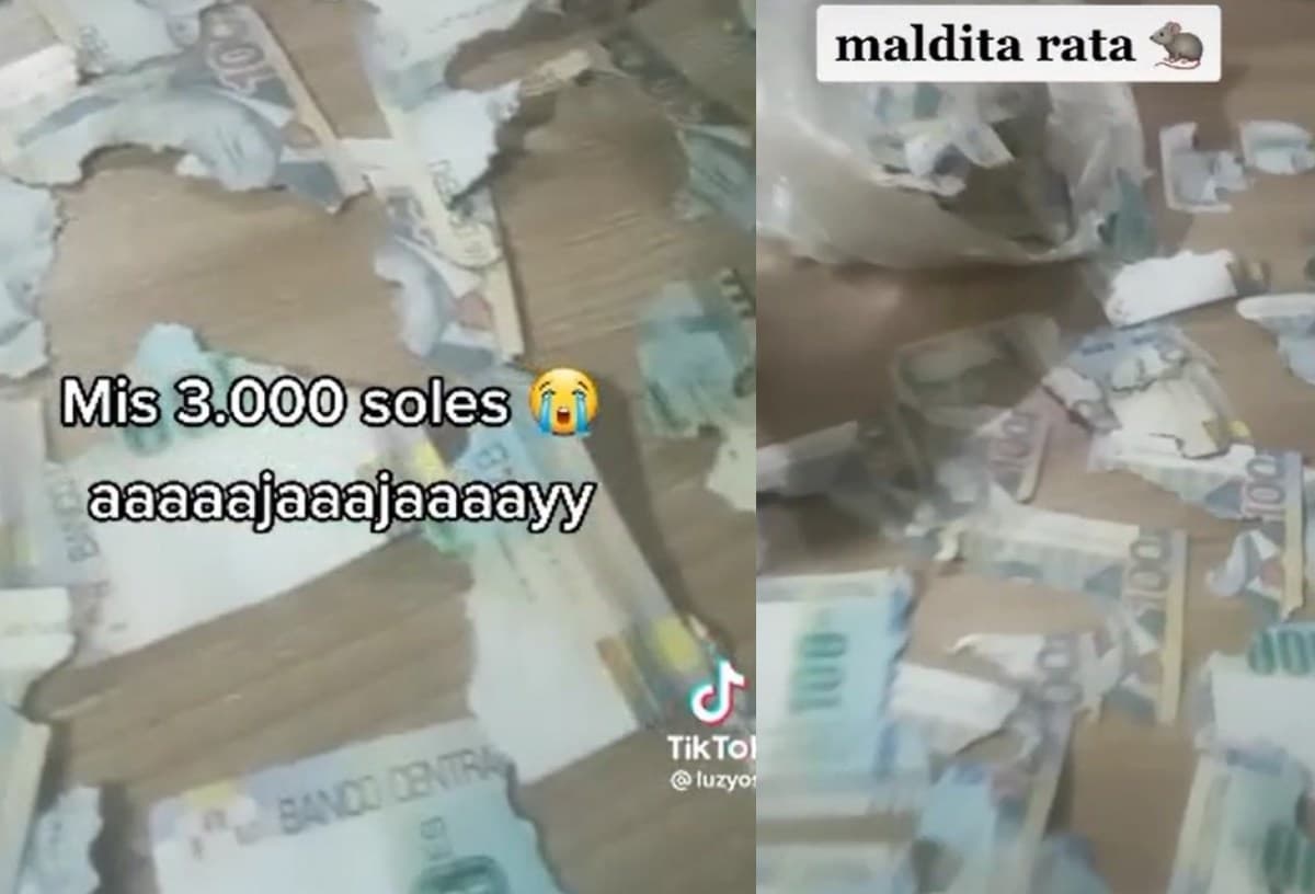 La rata se despachó con todo.
