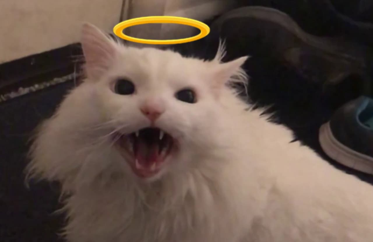 Murió Thurston Waffles, el gato que se hizo meme por su maullido