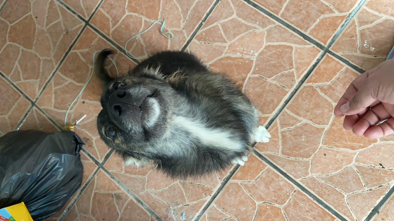 Lobo