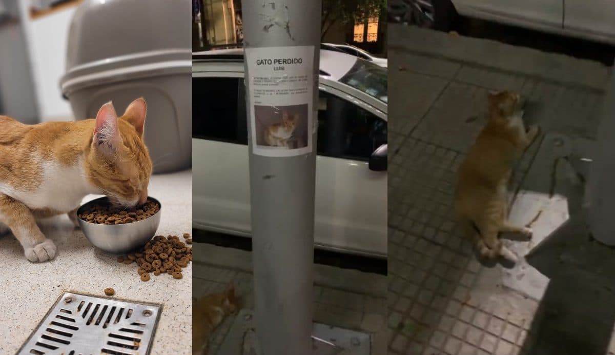 Encuentran a gato perdido viendo su propio cartel donde lo buscaban