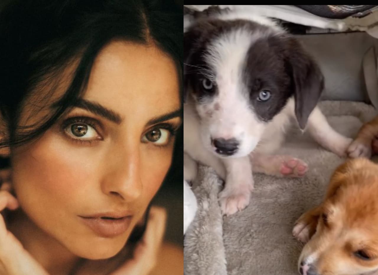 Aislinn Derbez rescata perritos con la ayuda del ex de Regina Blandón