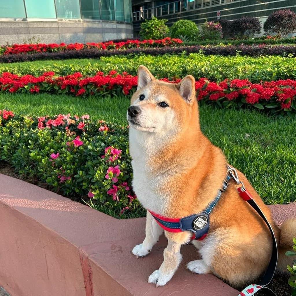Cheems: el famoso perro de los memes se enfermó y revelan cómo está