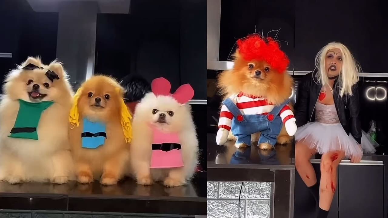 Influencer disfraza a sus perritos y recrea escenas de caricaturas, películas y series