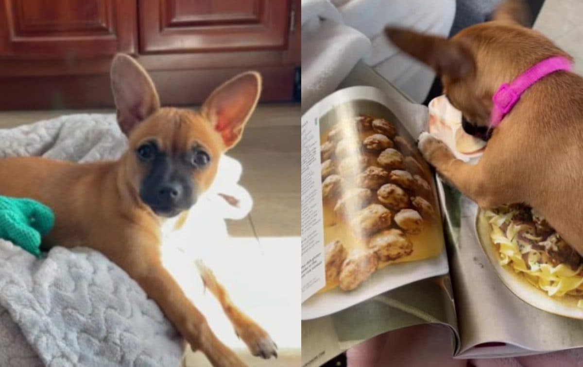 Un perrito ingenuo
