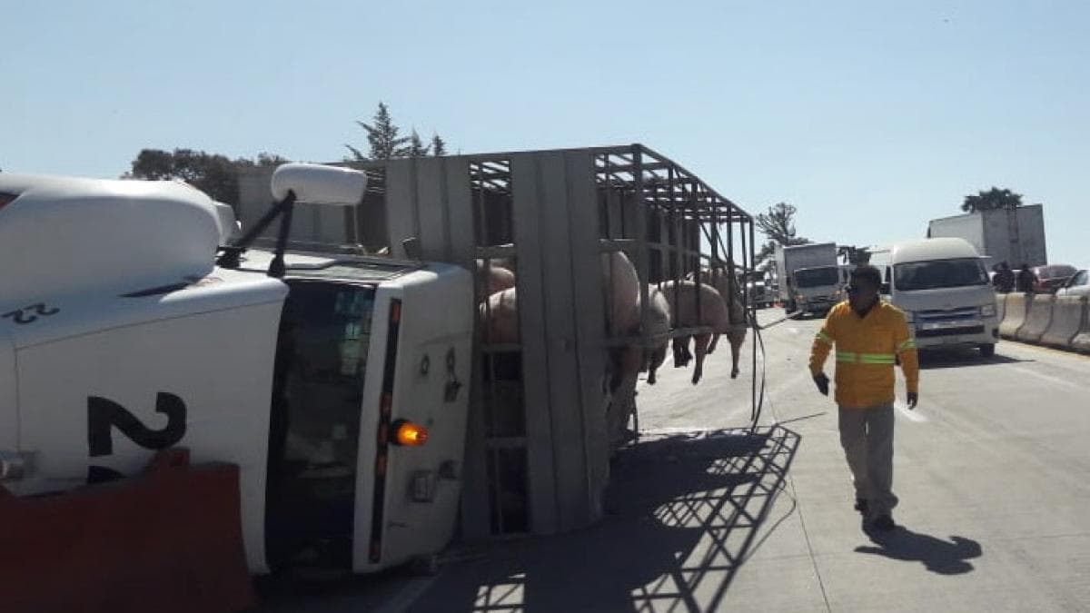 Mexicanos al ataque: roban cerdos tras volcadura de camión