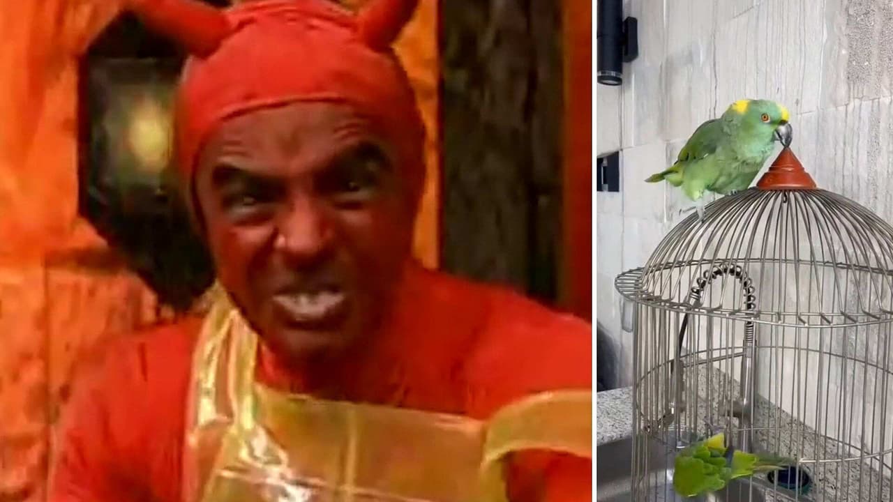 Periquito tiene tanta maldad que hasta se ríe como El Diablito Derbez