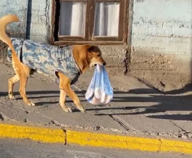 Un perro confiable