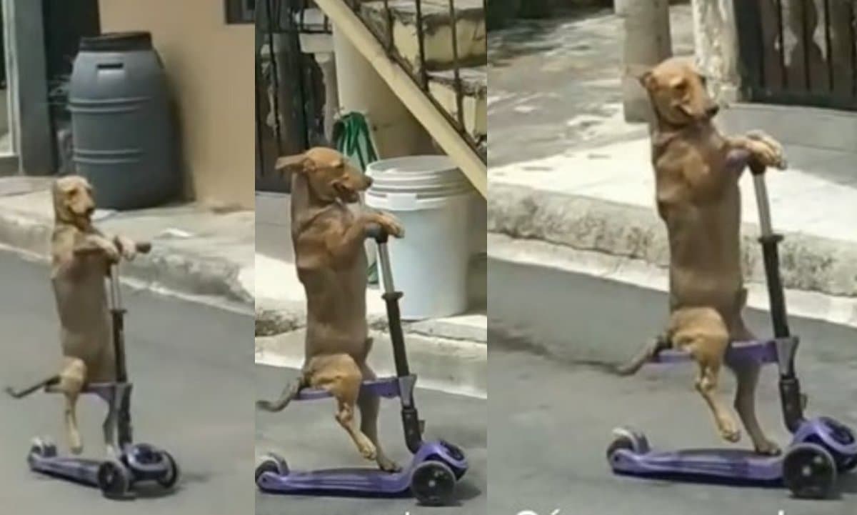 El perrito se hizo viral gracias a su habilidad.