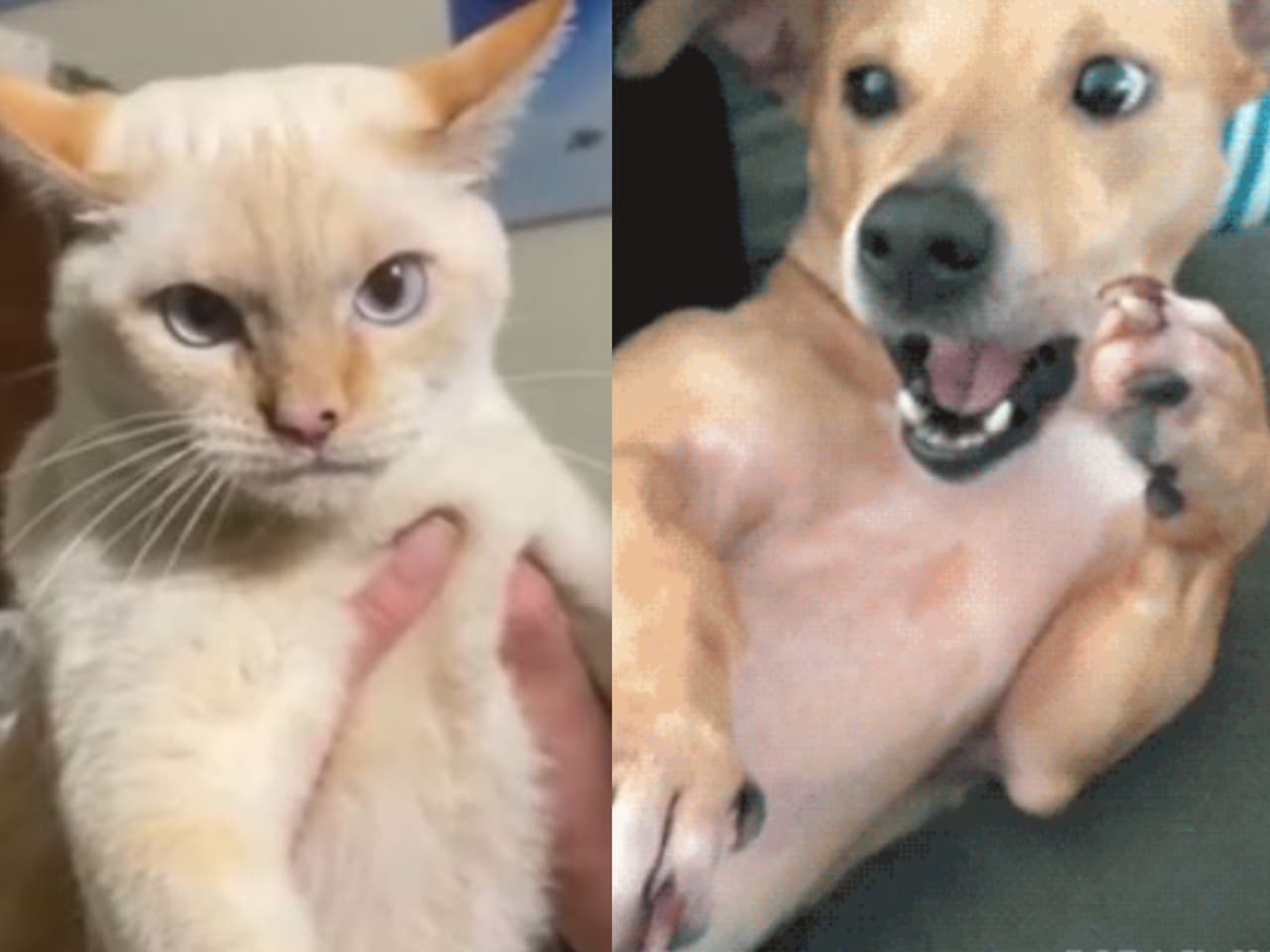 Un gato muy perruno