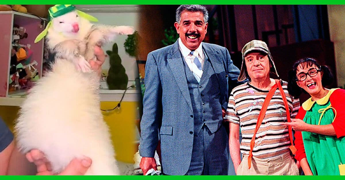 Disfrazan a hurón como los personajes del Chavo del 8, Shrek y más