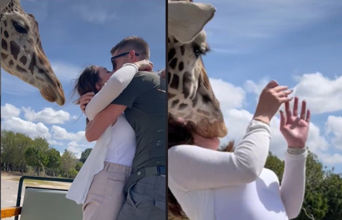 Viral: Jirafa metiche da cabezazo a novia y arruina romántico momento