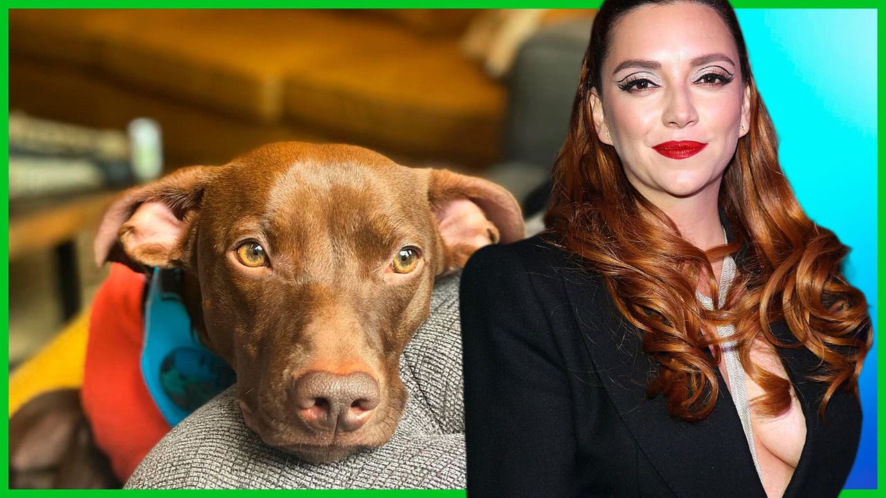 El Perro de Regina Blandón es fan del señor de los anillos