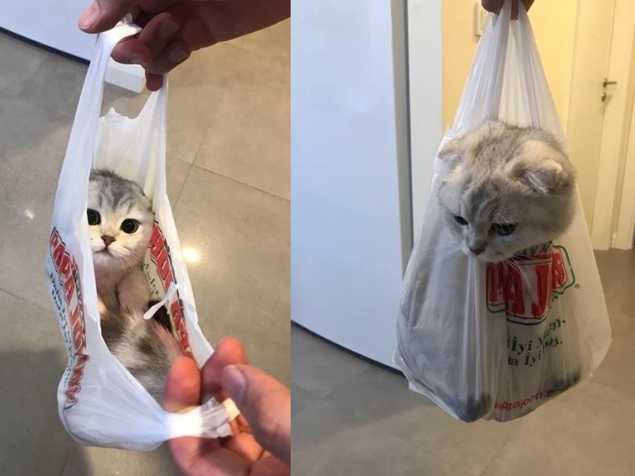 Los gatitos tienen la capacidad de hacer cosas extrañas