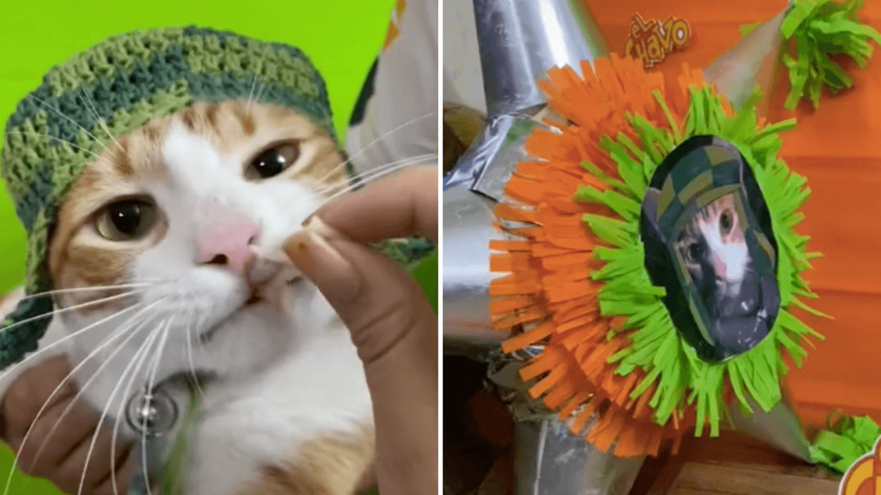 ‘El gato del 8’: Michi cumple 3 años y se disfraza de ‘El Chavo’