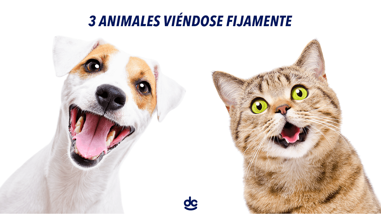 ¿Así son tus mascotas?