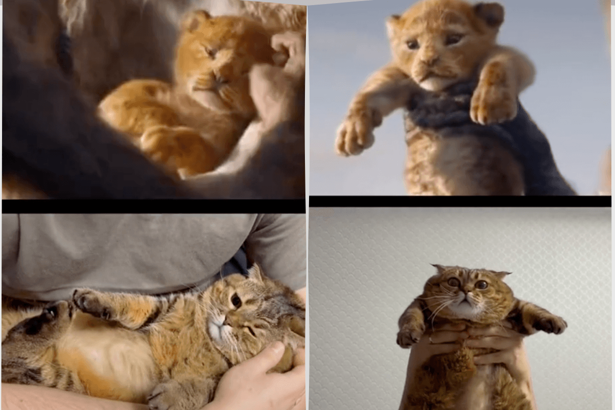 Tierno gatito se hace viral al recrear escenas de 'El Rey León'
