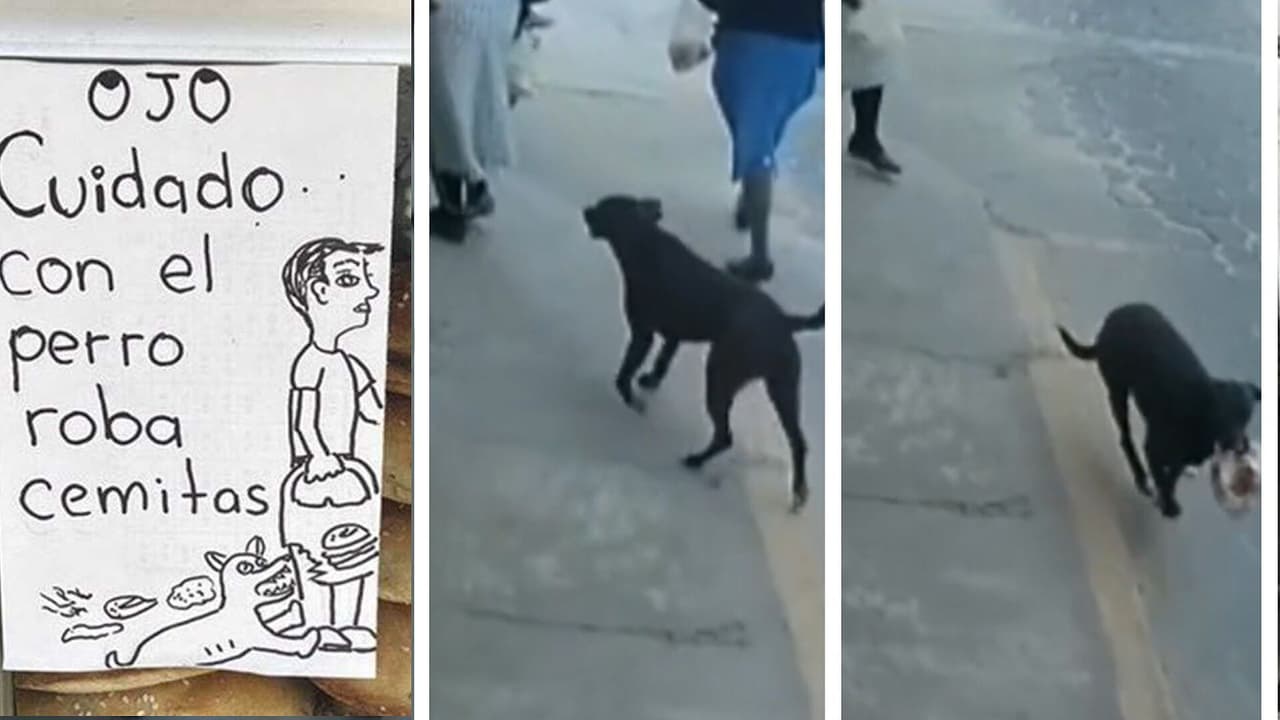 El video del perro roba cemitas de Puebla que se hizo viral
