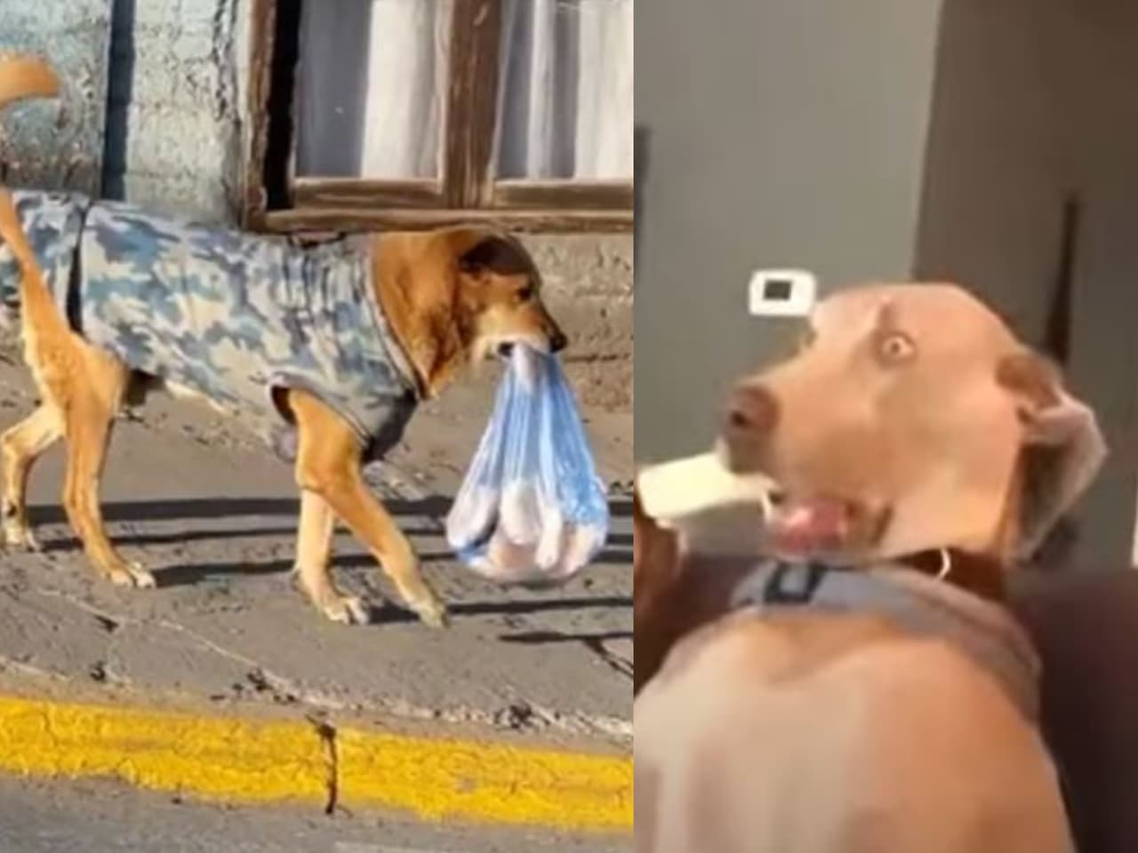 Captan en video a perrito que reparte pan y se vuelve viral