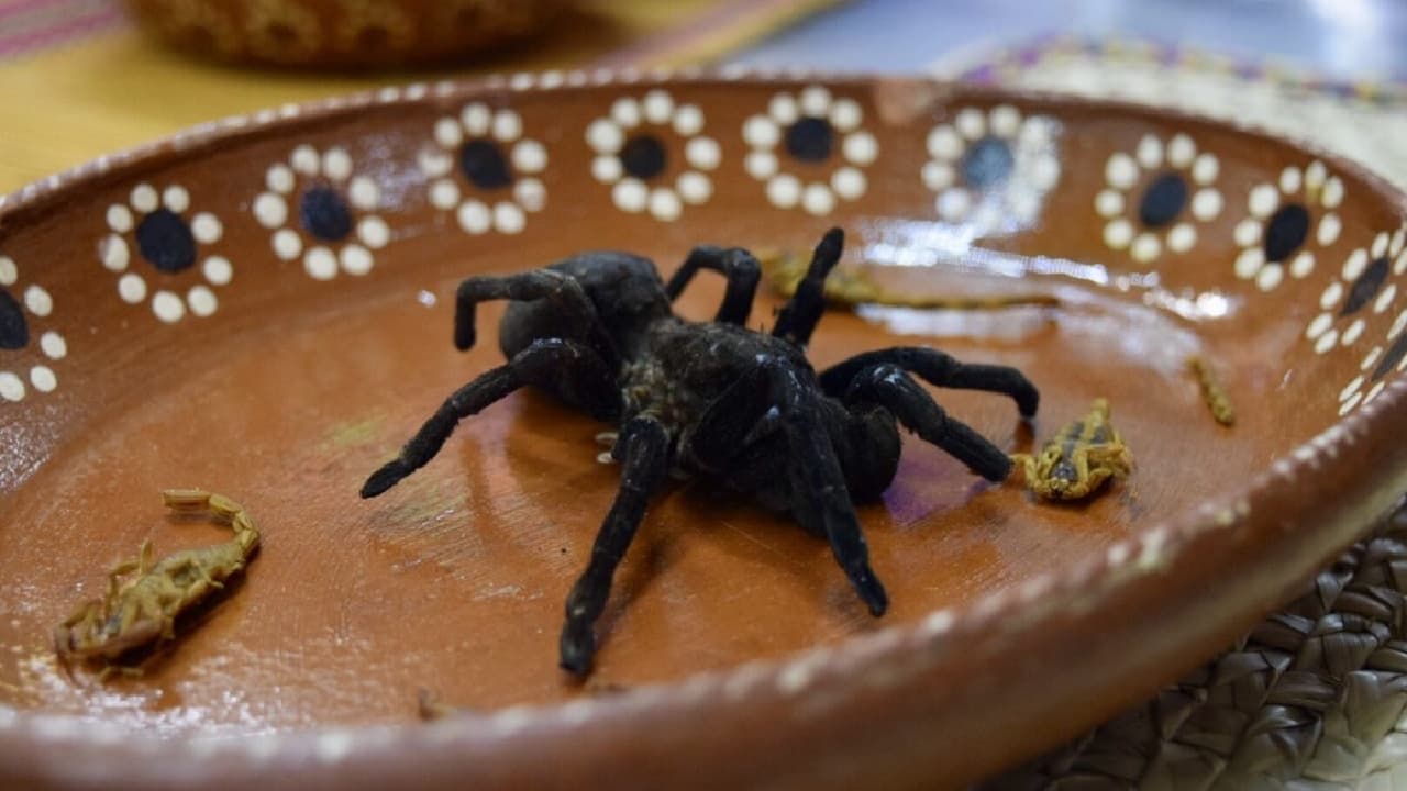 taco de tarántula