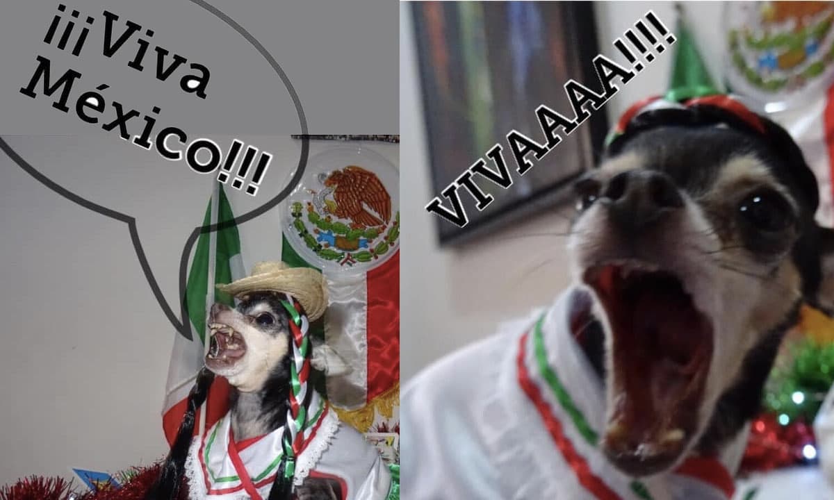 Un perrito chihuahua dice viva México