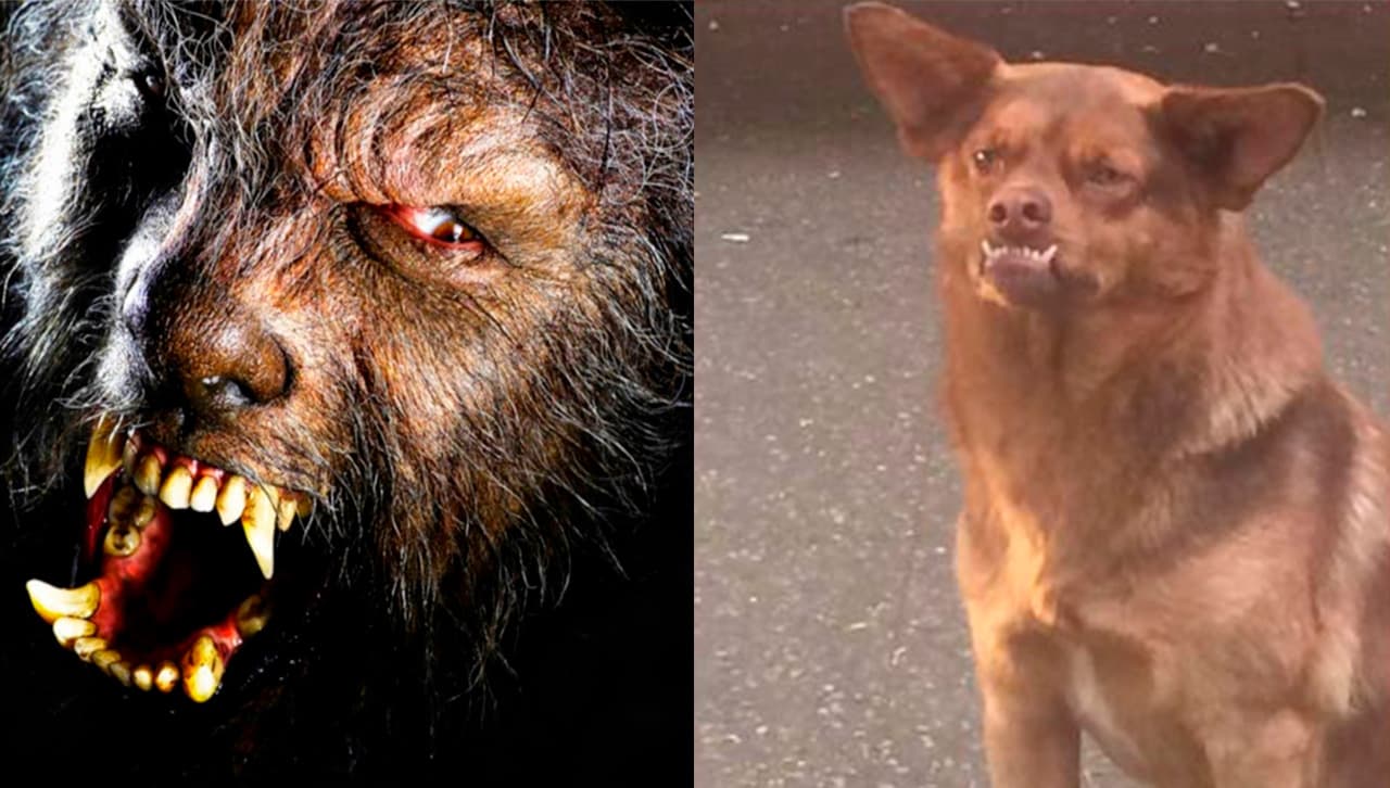 hombre-lobo