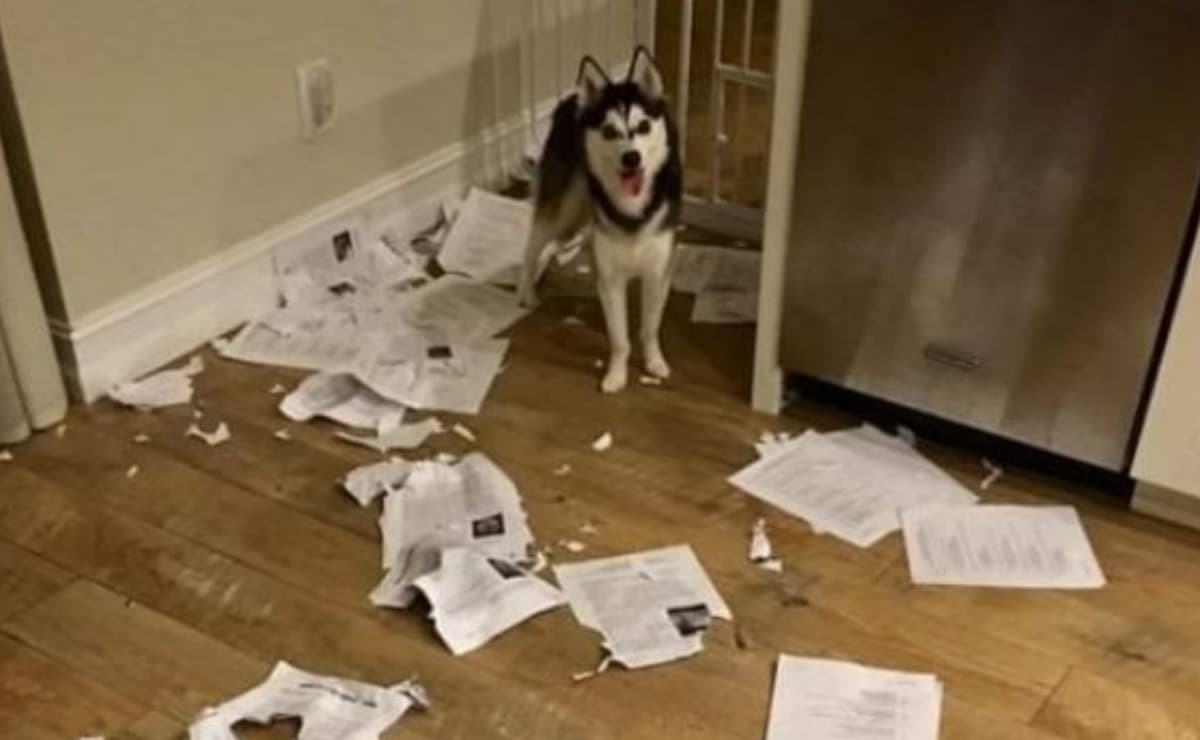 El perrito no se indigestó con las faltas de ortografía.