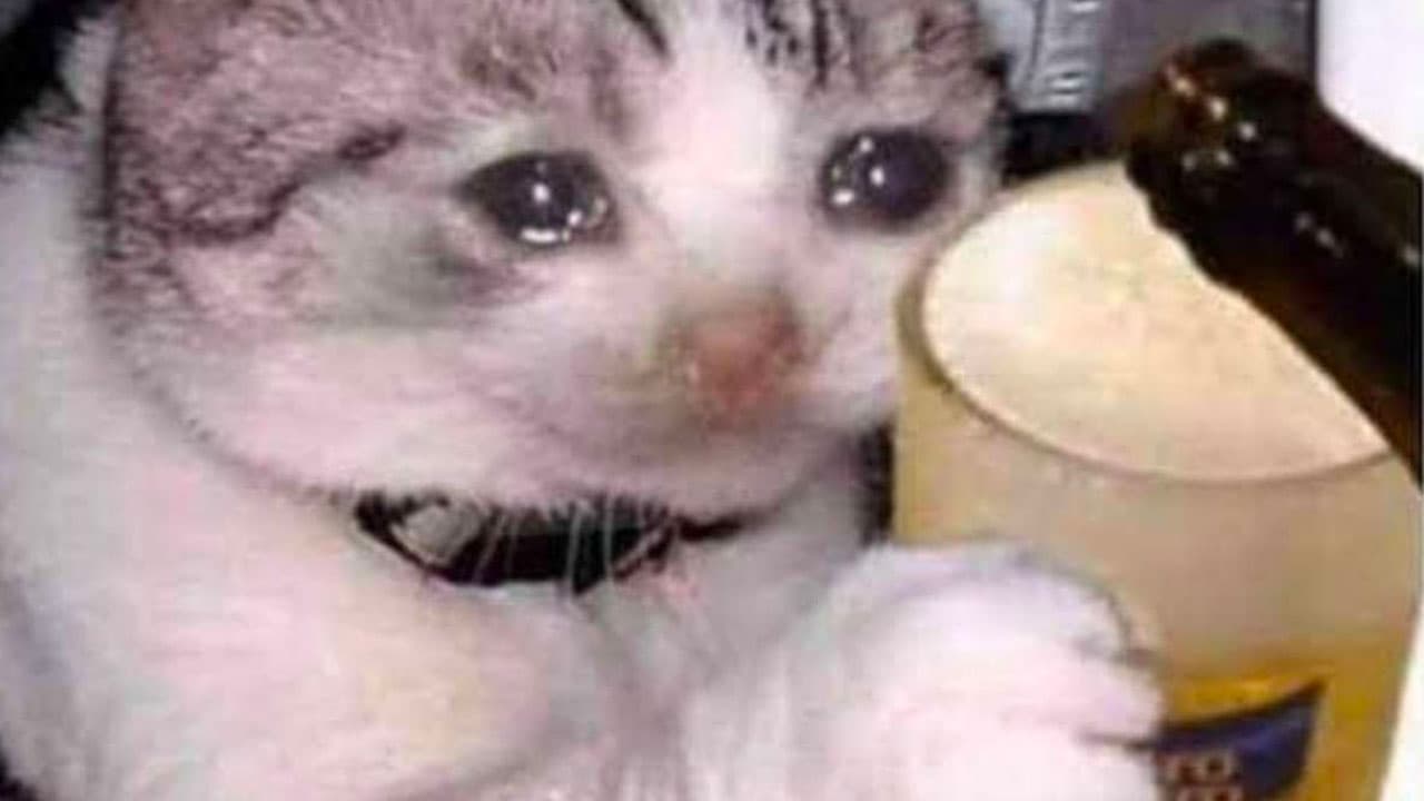 Meme de gato borracho por las fiestas patrias