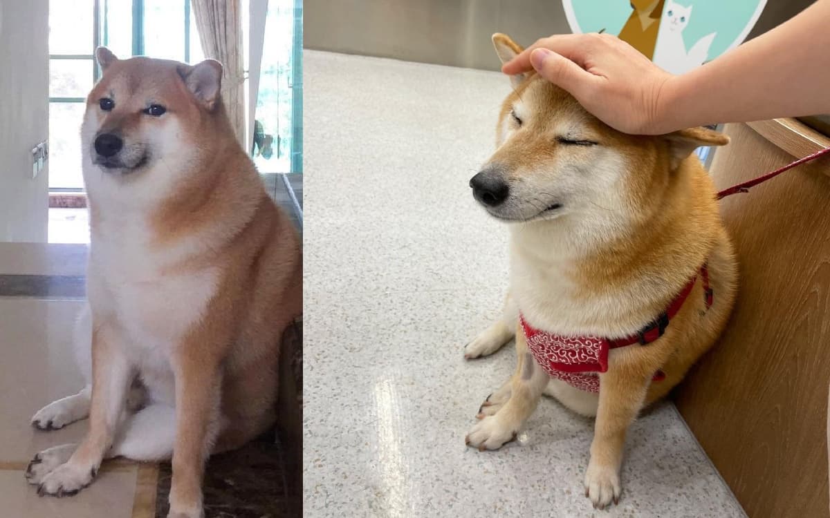 Este canino se encuentra mal de salud y se hizo noticia su caso.