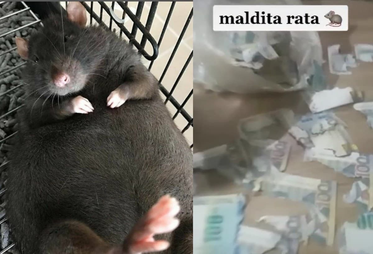 Qué rata.