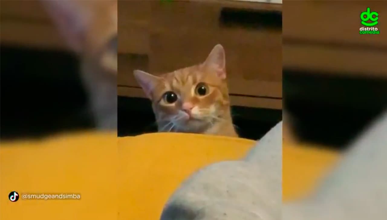 Este video se hizo viral por la reaccion del gatito.