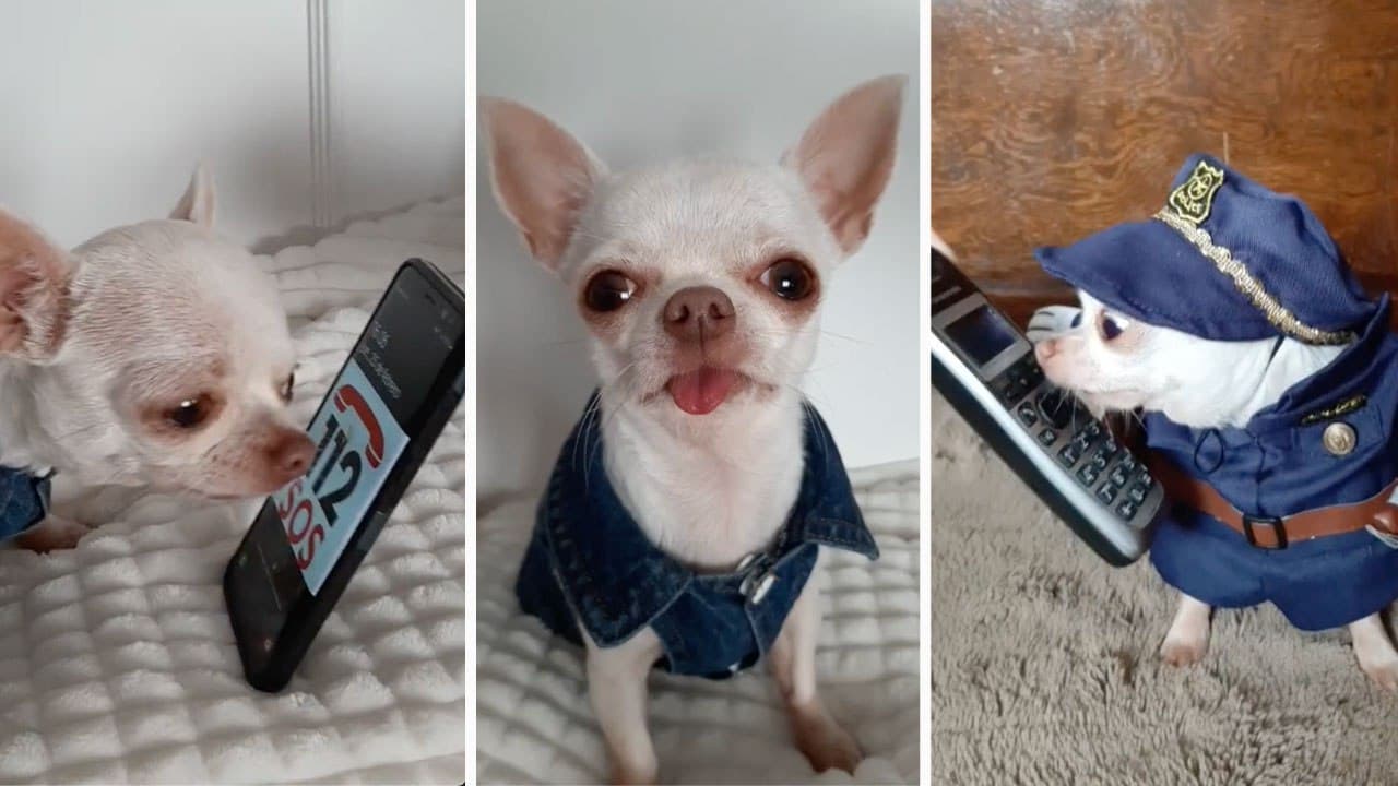Perrito chihuahua hace broma telefónica