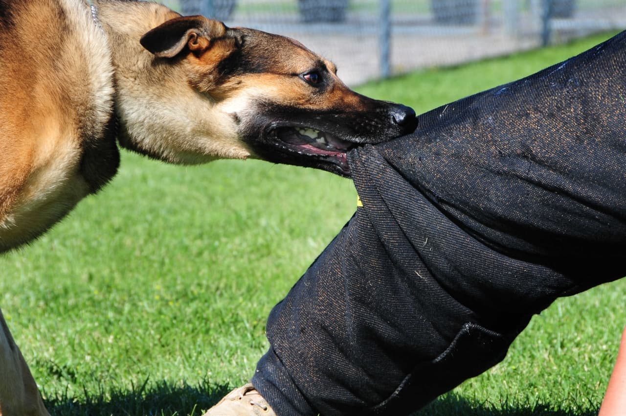 Perrito vengador corre 100 km para morder a su dueño al abandonarlo