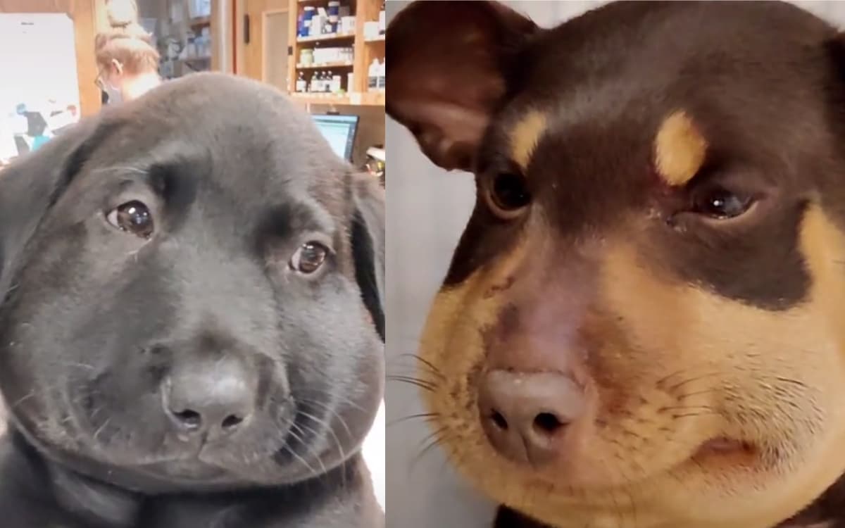 Estos suaves lomitos no son la mascota de Kiko