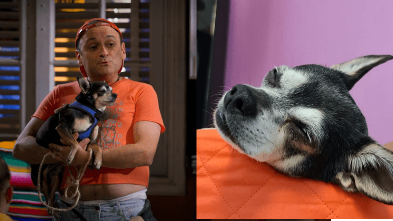 ¿Te acuerdas de Luismi? El perrito actor se llama Mariachi y es de Lalo España