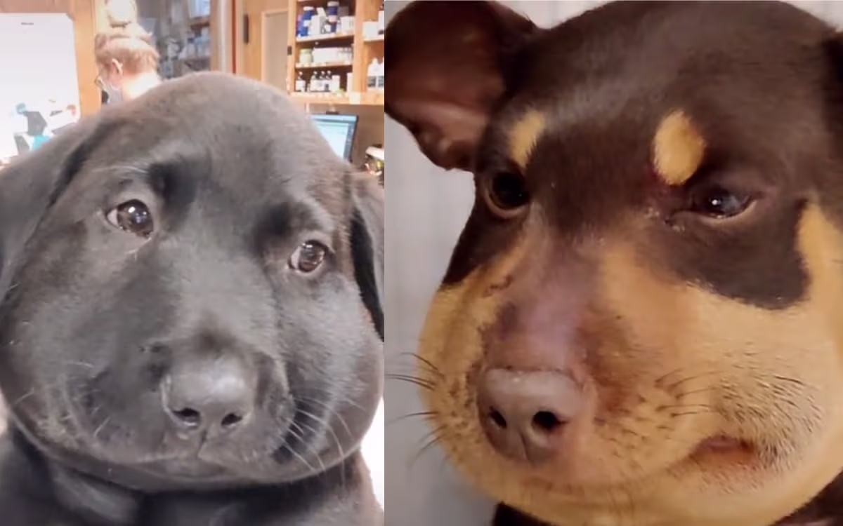 ¿Qué le pasó a estos perritos cachetones? La respuesta no te hará reír ...